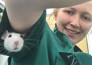 rat