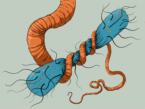 Artwork showing worm art to accompany the text Artwork showing worm art to accompany the text